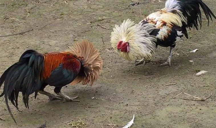 Bí Quyết Chơi Đá Gà Sabong Tại 789P Thắng Lớn Mỗi Ngày 2 Sảnh Đá Gà Sabong Tại 789P quỵ tụ nhiều chiến kê dũng mãnh