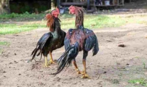 Đá Gà WS168 Tại 789P