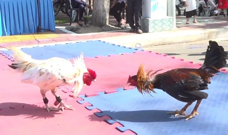 Hướng Dẫn Chơi Đá Gà GA28 Tại 789P Chiến Thắng Dễ Dàng 1 Đá Gà GA28 tại 789P