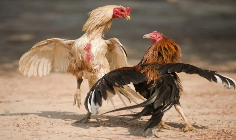 Bí Quyết Chơi Đá Gà Sabong Tại 789P Thắng Lớn Mỗi Ngày 1 Đá Gà Sabong Tại 789P